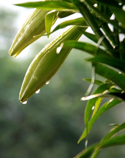 Hoa loa kèn hé nụ vào buổi sớm mai manh nét đẹp dịu dàng Hoa loa kèn hé nụ vào buổi sớm mai manh nét đẹp dịu dàng